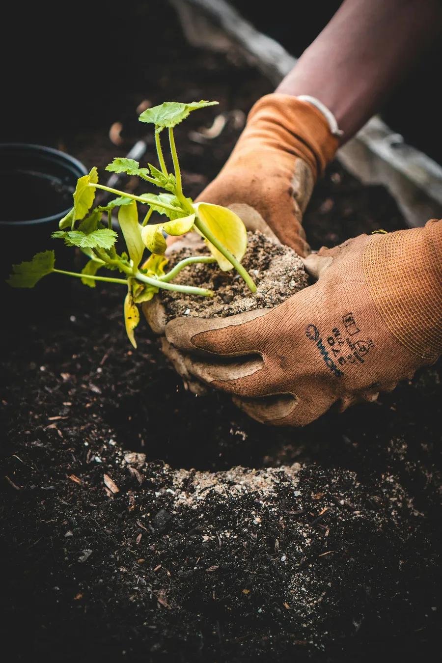 A gardener carefully planting in prepared soil